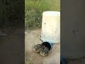 New creative quail bird trap using pvc  u90