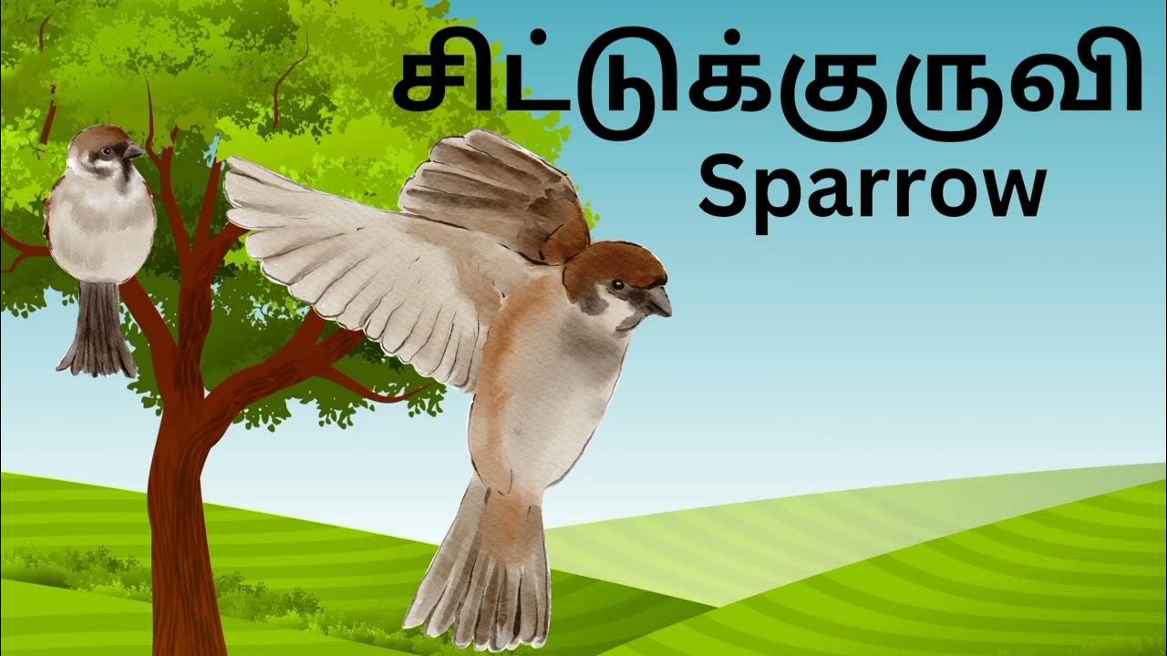 easy-learning-birds-name-tamil-to-english-birds-littleamircreation
