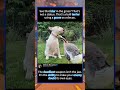 See that blur in the grass? That's not a statue.#foryou #fyp #animals #funny