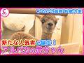 【ひるがの高原 牧歌の里】ダリアが雨で成育に影響&アルパカの赤ちゃんが誕生