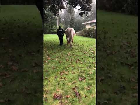 Video: Loose Horse Located In Rockland