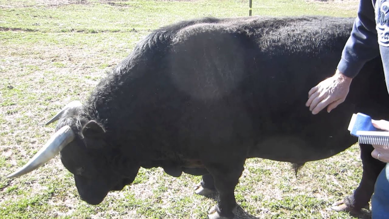 03222013 Furminator vs Undercoat rake 759 YouTube