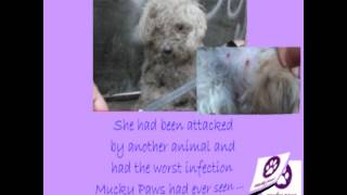 mucky paws small dog rescue