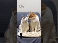 「猫が懐いている人にだけする行動３選」フルはSpotify ほか音楽アプリへ|猫あるあるソング