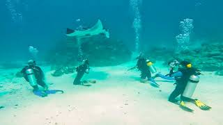 Scuba Diving with Manta Rays in Maldives - Veligandu Island