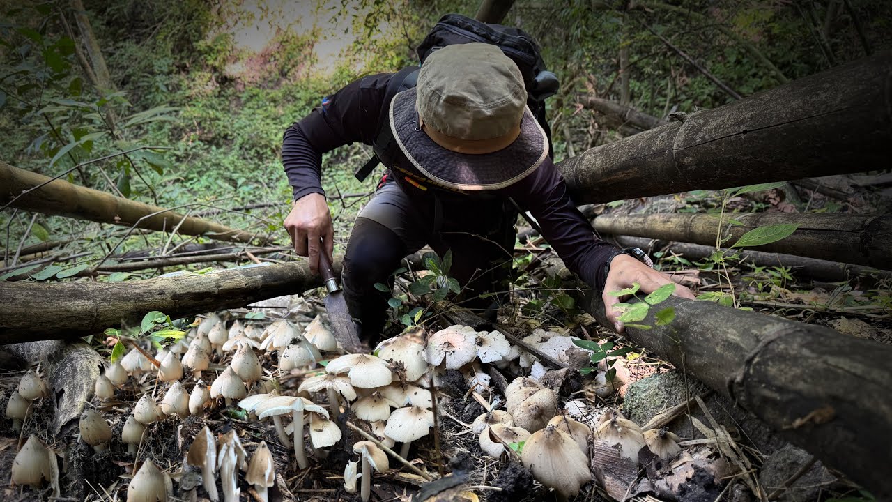 1วัน1คืนผจญภัย!ลุยป่าเทือกเขาใหญ่?หารัง!เห็ดโคนสุดท้ายฤดูกาล!เยอะมาก!!