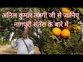 42 nagpur seedless mandarin 4 variety     4  nagpuri mandarin