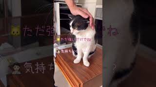 夫、なんか違うのよねぇ。まぁいいけど!バリバリバリバリ…な猫れいちゃん。 #cat #猫のいる暮らし #稲垣先生の愛猫れいちゃんです #shorts