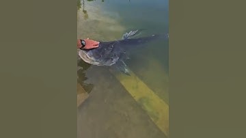 Con cá khổng lồ rình mồi hung tợn #cacconvat #docla #fishing