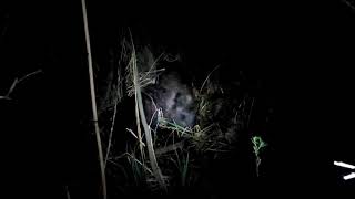 Cedra Łomskie Bagno Wachtelhund Płochacz Niemiecki Oszczekiwanie Dzika