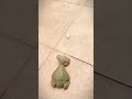 African bullfrog catching mouse(3)
