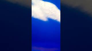 Phool gulab ka | #bachchalal #bollywood #song |