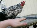 Funny little sebright chicken