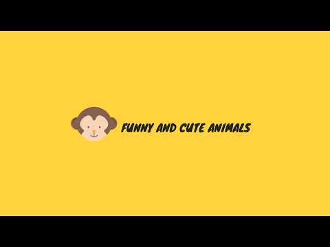Diffusion en direct de Funny and cute animals