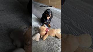 Adorable mini dachshund puppy compilation ❤ #minidachshund #dachshund #puppy #cute #cuteanimals