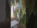 Tobacco Colour Curing #garden #gardening #tobacco #tobaccotalk #growyourownfood #farming