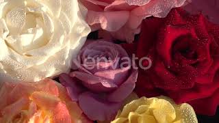 Bouquet Of Roses In Sparkling Drops | Stock Footage - Envato elements screenshot 5