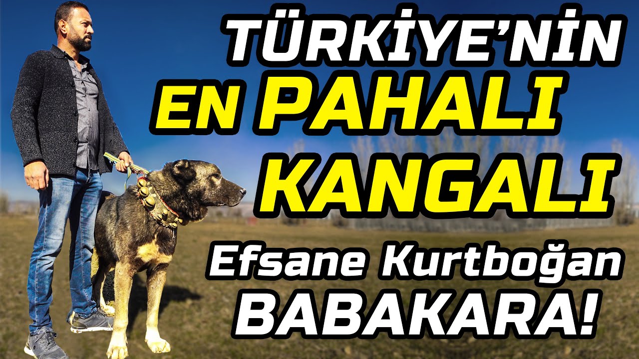 450.000 TL KANGAL MI OLUR?! Sivas'ın En Büyük Çiftliklerinden: AB Kangal Çiftliği!