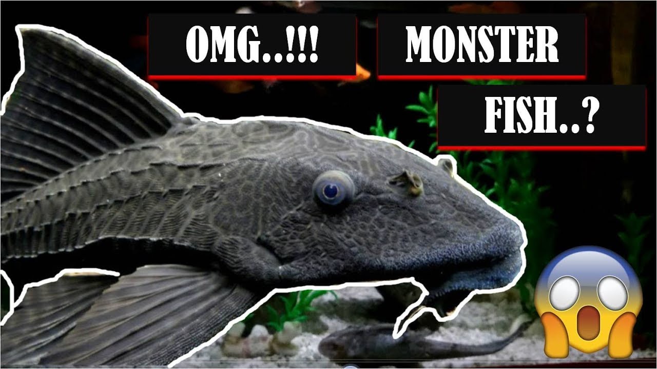 OMG.! Monster Fish Pleco Janitor Fish YouTube