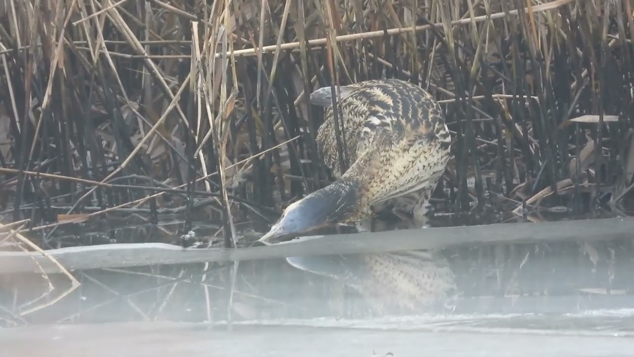 Reiger Roerdomp 20260113 Hmeer Rijnlanderweg 000