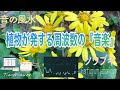 【金運・心の癒し・先を見通す能力・太陽神経叢・528 Hz】神在月の出雲大社を華やかに飾る『石蕗の花』による演奏「音の風水」× 聴けば聴くほど「TimeWAVER」の調整が入る♪（Part 37）
