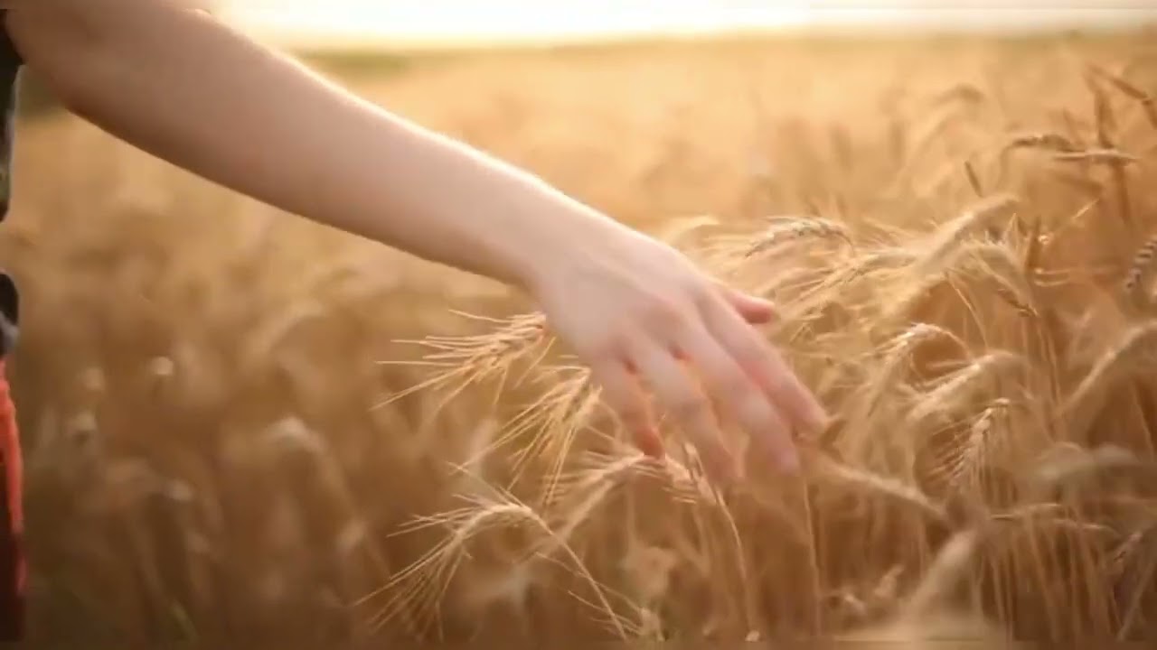 Посылала меня мать яровое жито жать..?? - YouTube
