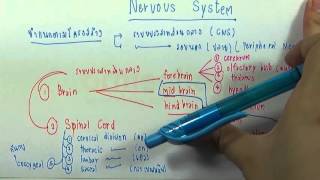 ormBio SE : ระบบประสาท (Nervous System) ตอน03