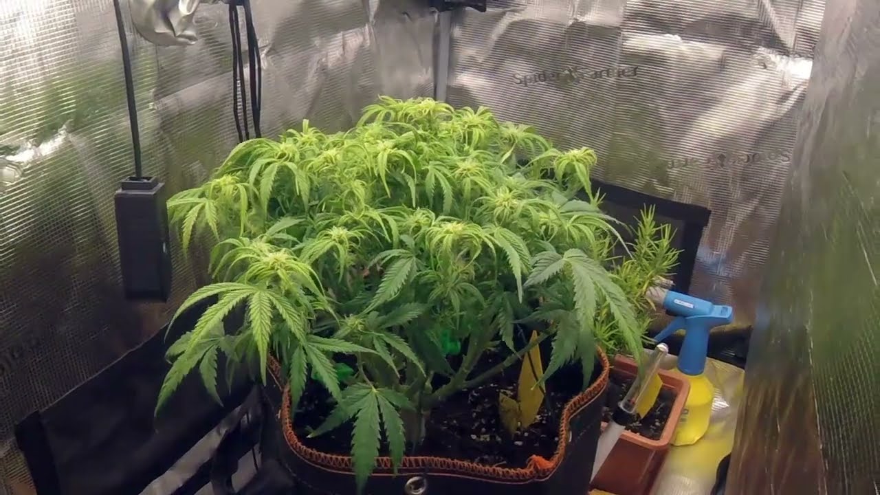 Day 45-54 Orange Sherbet Auto #2 Timelapse 