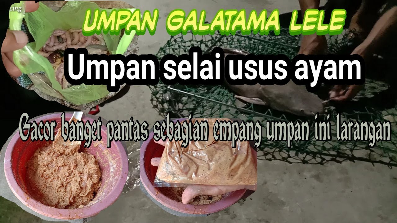 Resep umpan Galatama lele selai usus ayam gacor banget (sebagian empang umpan ini larangan)