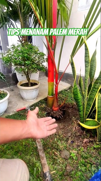 TIPS FOR PLANTING RED PALM #gardening #BadillahPB