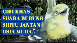 Ciri khas suara burung sirtu jantan usia muda