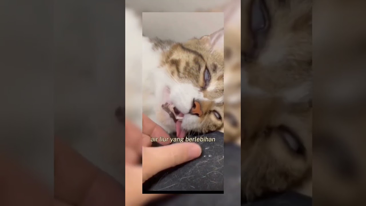 Apa saja sih ciri ciri kucing yang terkena rabies🙀🙀⁉️