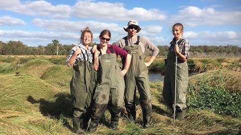 setting up mist nets for bird banding