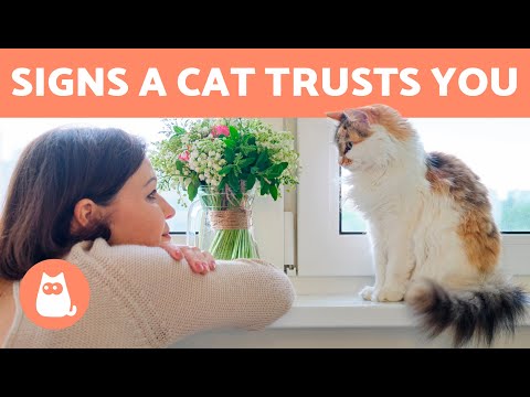 Video: How To Recognize The Love And Trust Of Cats