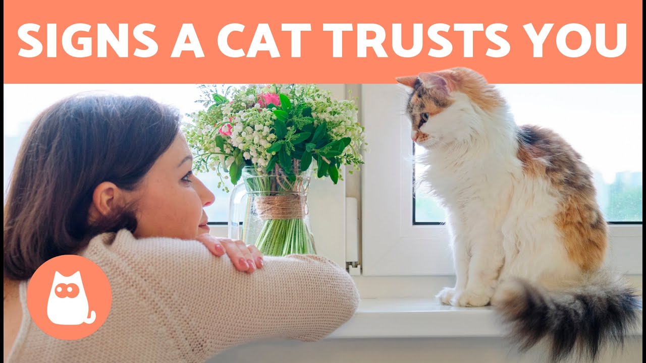 7 Signs That Your Cat Trust You😻