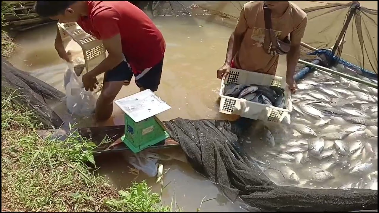 Tonton Sampai Akhir!! Kita Lihat Proses Panen Ikan Nila di Lampung Utara
