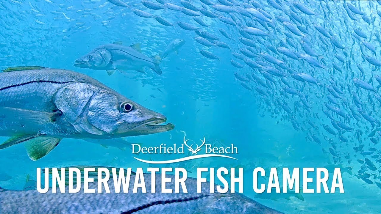 Underwater Camera - Deerfield Beach, Florida