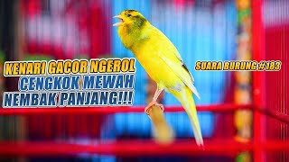 SUARA BURUNG |183| Kenari GACOR PANJANG INI Cocok untuk Masteran KENARI PAUD dan Kenari Macet BUNYI