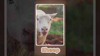 Sheep Voice For Toddlers Learning Animal Sounds