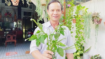 Cây Vòi Voi những công dụng Bất Ngờ