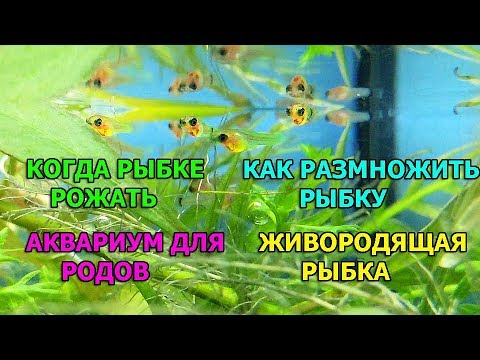 Разведение живородящих аквариумных рыбок в домашних условиях видео