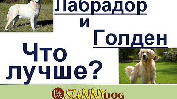лабрадор ретривер и голден ретривер что лучше? кого лучше?