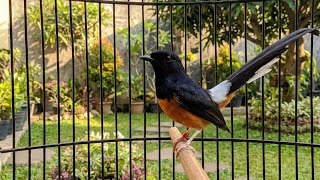 MANTAP! MURAI BATU GACOR FULL ISIAN TEMBAKAN MENGERIKAN BIKIN LAWAN EMOSI LANGSUNG BONGKAR ISIAN