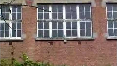 Common Swift Apus apus in Leuven