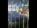 Mustang en su habitat