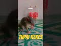 Tupai kekes jinak #tupaijinak #tupaikekes #tupai #tupailucu #tupaikelapa