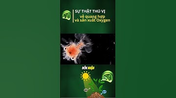 Giải thích quá trình quang hợp tạo khí Oxygen #hóahọc #khampha #oxygen