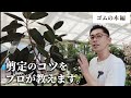 【観葉植物のプロが教える】ゴムの木 剪定のコツ！