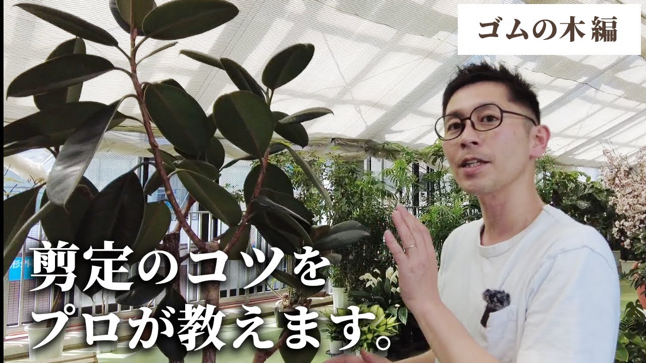 【観葉植物のプロが教える】ゴムの木 剪定のコツ！