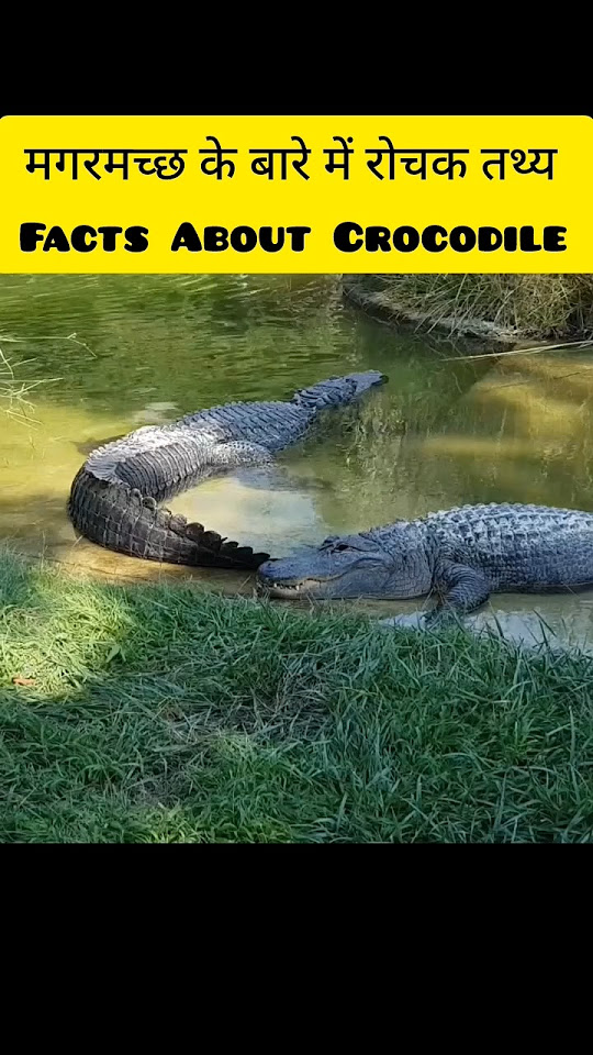Crocodile Facts In Hindi | Crocodile Intresting Facts | Crocodile Facts